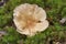 Infundibulicybe gibba Clitocybe gibba and commonly known as the common funnel is a species of gilled mushroom