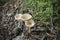 The Infundibulicybe gibba is an edible mushroom