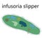 Infusoria-slipper-a type of protozoan single-celled animals from the class of ciliates