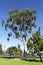 Inglewood â€“ Eucalyptus Tree