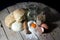 Ingredients for Making Bread-Flour, Olive Oil, Eggs with Rolling Pin and Jute Bag Filled with Wheat on Wooden Table On Black