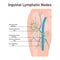 Inguinal lymph node. Fluid exchange, body defense from infection