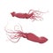Inhabitants of cold seas and oceans. Giant red arctic squid. Wild animals. Vector illustration