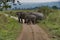 Inhabitants of Kaziranga National Park. Elephant