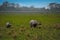 Inhabitants of Kaziranga National Park. White rhino