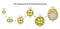 The initial period of fetal development. The structure of the zygote, blastocyst. Infographics. Vector illustration