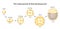 The initial period of fetal development. The structure of the zygote, blastocyst. Infographics. Vector illustration on isolated b