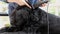 Initiation of grooming of the Giant Black Schnauzer dog