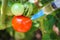 Injection of syringe in tomato in garden