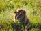 Injured alpha lion Panthera leo with only one eye sitting in the grass watching his pride in Serengeti Nationalpark