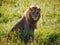 Injured alpha lion Panthera leo with only one eye sitting up in the grass watching his pride in Serengeti Nationalpark