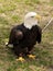 Injured bald eagle