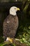 Injured Bald Eagle