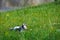 Injured bird dove lying in the green grass