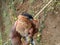 Injured birds hold in hand