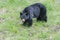 An injured black bear in the grass, part of the nose is gone, trees in the background, Manning Park, Canada