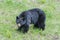 An injured black bear in the grass, part of the nose is gone, trees in the background, Manning Park, Canada