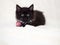 Injured black kitten with bandaged paw