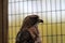 Injured  Broad-winged hawk in sanctuary