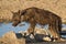 Injured Brown Hyena Hyaena brunnea at a Waterhole in the Kalahari