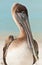 Injured Brown pelican- portrait