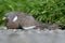 Injured Common wood pigeon lying on the gravel road