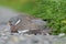 Injured Common wood pigeon lying on the gravel road