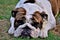 Injured english bulldog lying on the grass