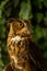 Injured Great horned owl 2