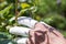 Injured hand between thorny roses