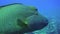 Injured Humphead Wrasse,Napoleonfish Or Napoleon Wrasse with harpoon injury