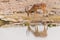 An injured impala male drinks from a water hole, Etosha, Namibia
