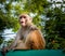 An injured Indian monkey looking into the camera. Thins monkey caught in a live electrical wire and lost its right limb or hand