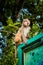 An injured Indian monkey. Monkey caught in a live electrical wire and lost its right limb. Dehradun, Uttarakhand India