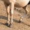 Injured left leg on Palomino stallion wild horse in the Pryor Mountains Wild Horse Range in Montana USA