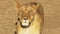 An injured lioness walks towards the camera and calls to her cubs in masai mara game reserve