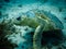 Injured loggerhead sea turtle swimming on reef