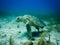 Injured loggerhead sea turtle swimming on reef