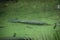 Injured manatee at Blue Springs State Park