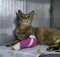 Injured naughty cat lying quietly in the cage in Veterinary clinic