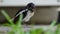 Injured oriental magpie-robin