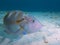 Injured puddingwife wrasse with a fishhook stuck in the back of its head, Bonaire, Netherlands Antilles.