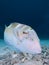 Injured puddingwife wrasse with a fishhook stuck in the back of its head, Bonaire, Netherlands Antilles.