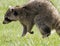 Injured  Raccoon limping through high grass.