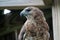 Injured red shouldered hawk in sanctuary