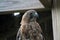 Injured red shouldered hawk in sanctuary