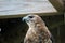 Injured red shouldered hawk in sanctuary