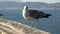 An injured seagull on the pier in the Santa Monica Bay