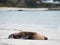 Injured seal on sandy beach