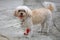 Injured Shih Tzu with red bandage